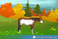 Horse Color:Bay Frame 