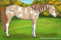 Horse Color:White Spotted Red Dun Splash 