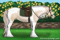 Horse Color:Palomino Pearl Tobiano