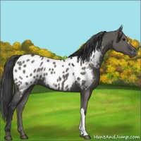Horse Color:Grullo Appaloosa 