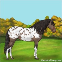 Horse Color:Brown Dun Appaloosa 
