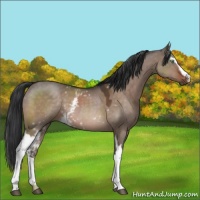Horse Color:White Spotted Brown Dun Mushroom