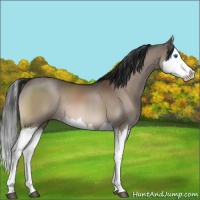 Horse Color:Brown Dun Splash 