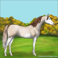 Horse Color:Buckskin Pearl Dun Splash 