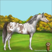 Horse Color:White Spotted Liver Red Dun Varnish 