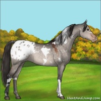 Horse Color:White Spotted Brown Dun Appaloosa 