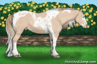 Horse Color:Perlino Splash Tobiano