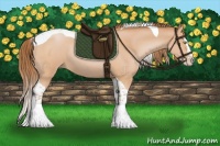 Horse Color:Brown Pearl Sabino Splash Tobiano Rabicano 