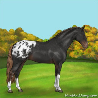 Horse Color:Liver Chestnut Appaloosa 