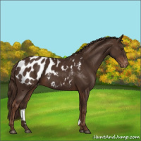Horse Color:Liver Chestnut Appaloosa