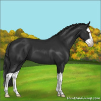 Horse Color:Liver Chestnut Splash 