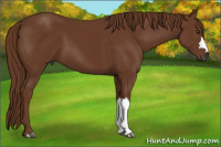 Horse Color:Gray Chestnut 