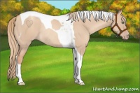 Horse Color:Gold Champagne Dun Tobiano Rabicano