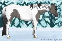 Horse Color:Grullo Roan Tobiano