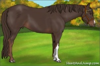 Horse Color:Liver Chestnut 