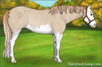 Horse Color:Red Dun Splash Rabicano