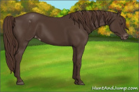 Horse Color:Liver Chestnut Sabino Varnish 