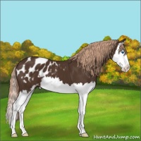 Horse Color:Liver Chestnut Sabino Splash Blanket
