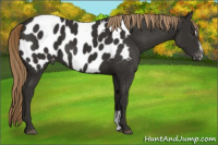 Horse Color:Liver Chestnut Sabino Blanket 