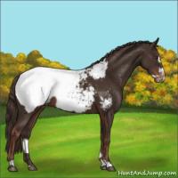 Horse Color:Liver Chestnut Frame Appaloosa 