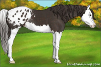 Horse Color:Liver Chestnut Splash Appaloosa 