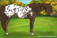 Horse Color:Liver Chestnut Appaloosa 