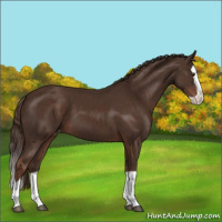 Horse Color:Liver Chestnut Splash Appaloosa 