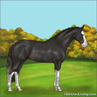 Horse Color:Liver Chestnut Splash Rabicano 
