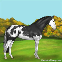 Horse Color:Liver Chestnut Splash Appaloosa 