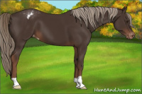 Horse Color:Liver Chestnut Appaloosa 