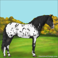 Horse Color:Liver Chestnut Sabino Appaloosa