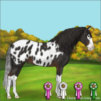 Horse Color:Liver Chestnut Splash Appaloosa