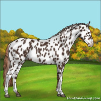 Horse Color:Liver Chestnut Appaloosa Rabicano 