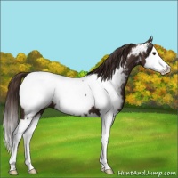 Horse Color:Liver Chestnut Sabino Splash Appaloosa 