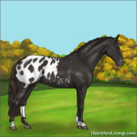 Horse Color:Liver Chestnut Appaloosa 