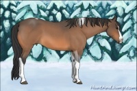 Horse Color:Buckskin Roan Splash Tobiano
