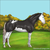 Horse Color:Liver Chestnut Splash Appaloosa 