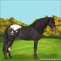 Horse Color:Liver Chestnut Appaloosa