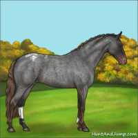 Horse Color:Liver Red Roan Appaloosa 