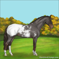 Horse Color:Liver Red Roan Snowcap 