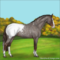 Horse Color:Liver Red Roan Splash Appaloosa 