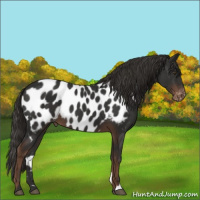 Horse Color:Liver Chestnut Appaloosa