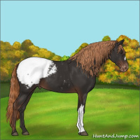 Horse Color:Liver Chestnut Snowcap 