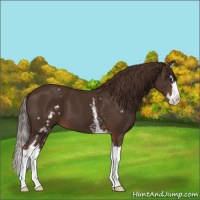 Horse Color:White Spotted Liver Chestnut Splash 