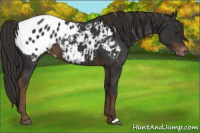 Horse Color:Liver Chestnut Appaloosa Rabicano 