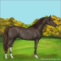 Horse Color:Liver Chestnut Rabicano 