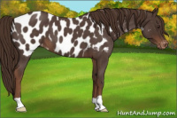 Horse Color:Liver Red Roan Appaloosa 