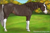 Horse Color:Liver Chestnut Splash Rabicano 