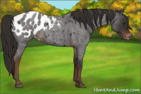Horse Color:Liver Red Roan Blanket Rabicano 