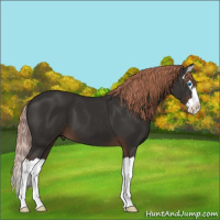 Horse Color:Liver Chestnut Splash 